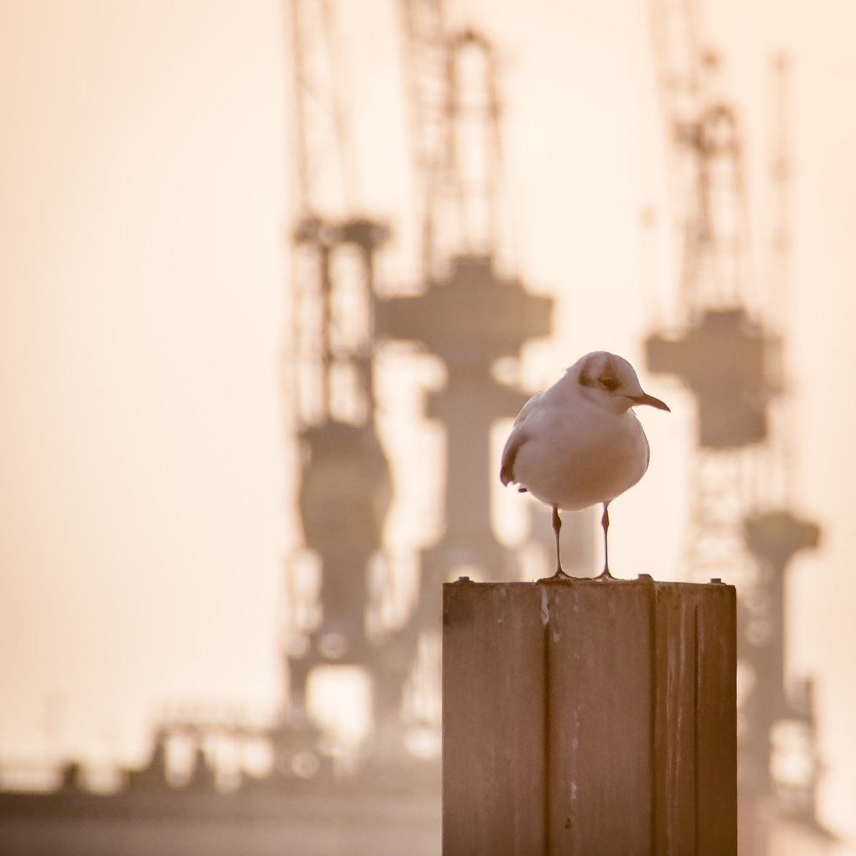 Foto &quot;Kranmöwe&quot; HH-089 10x10 - Kila