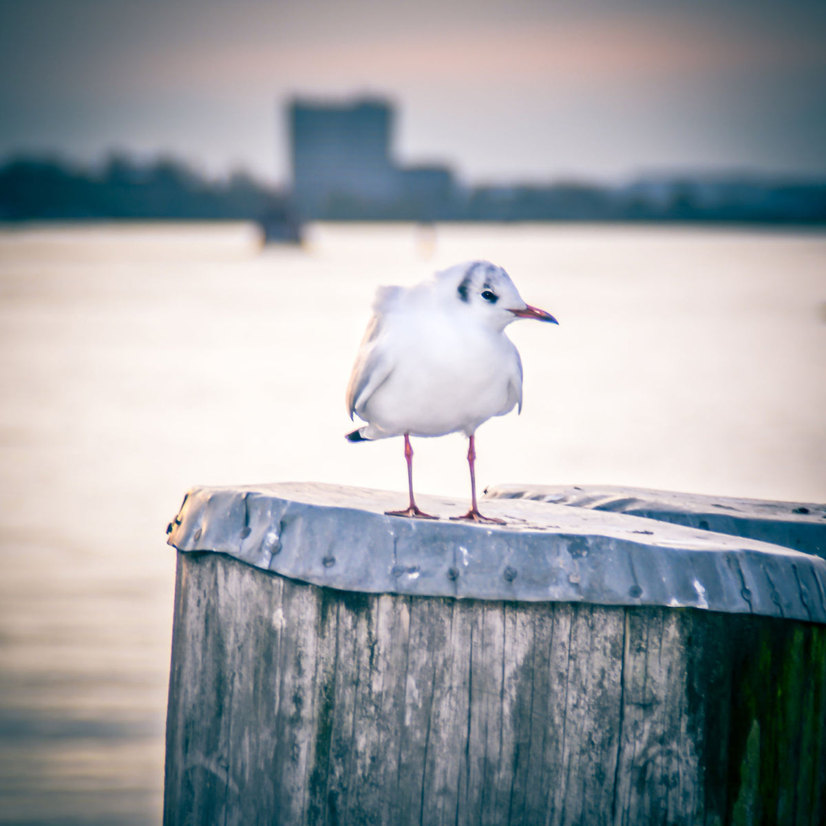 Foto &quot;Chillmöwe&quot; MA-27 10x10 - Kila