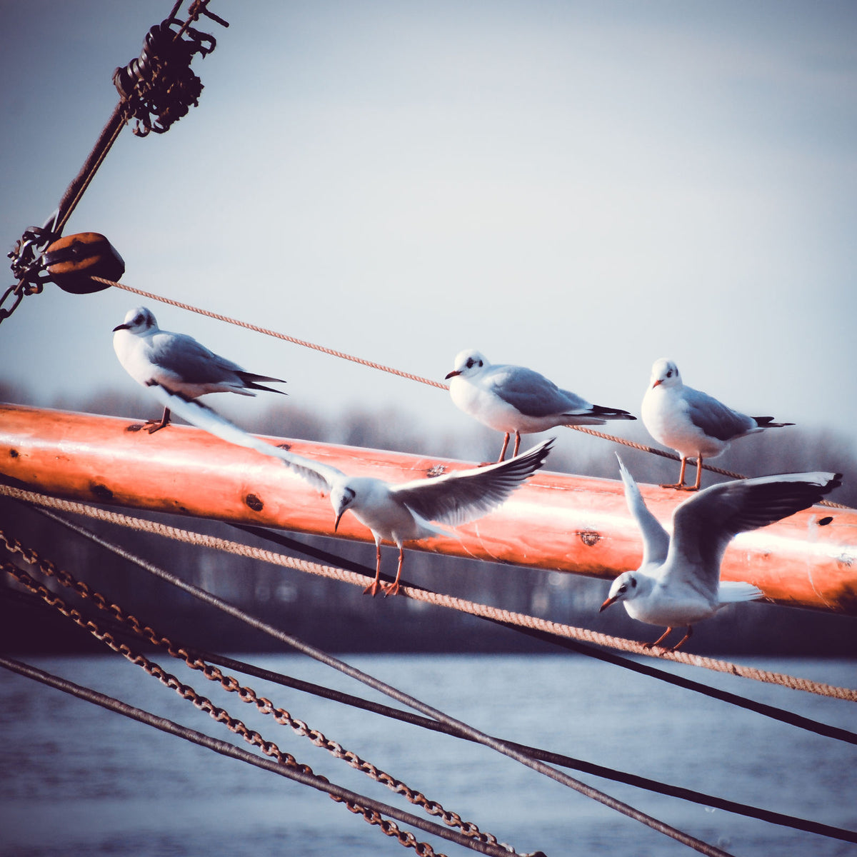 Foto &quot;Möwen&quot; 10x10  - Kila