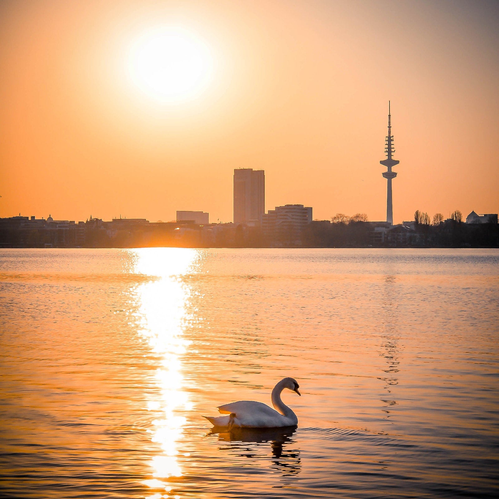 Foto "Alsterschwan" HH-149 10x10 - Kila